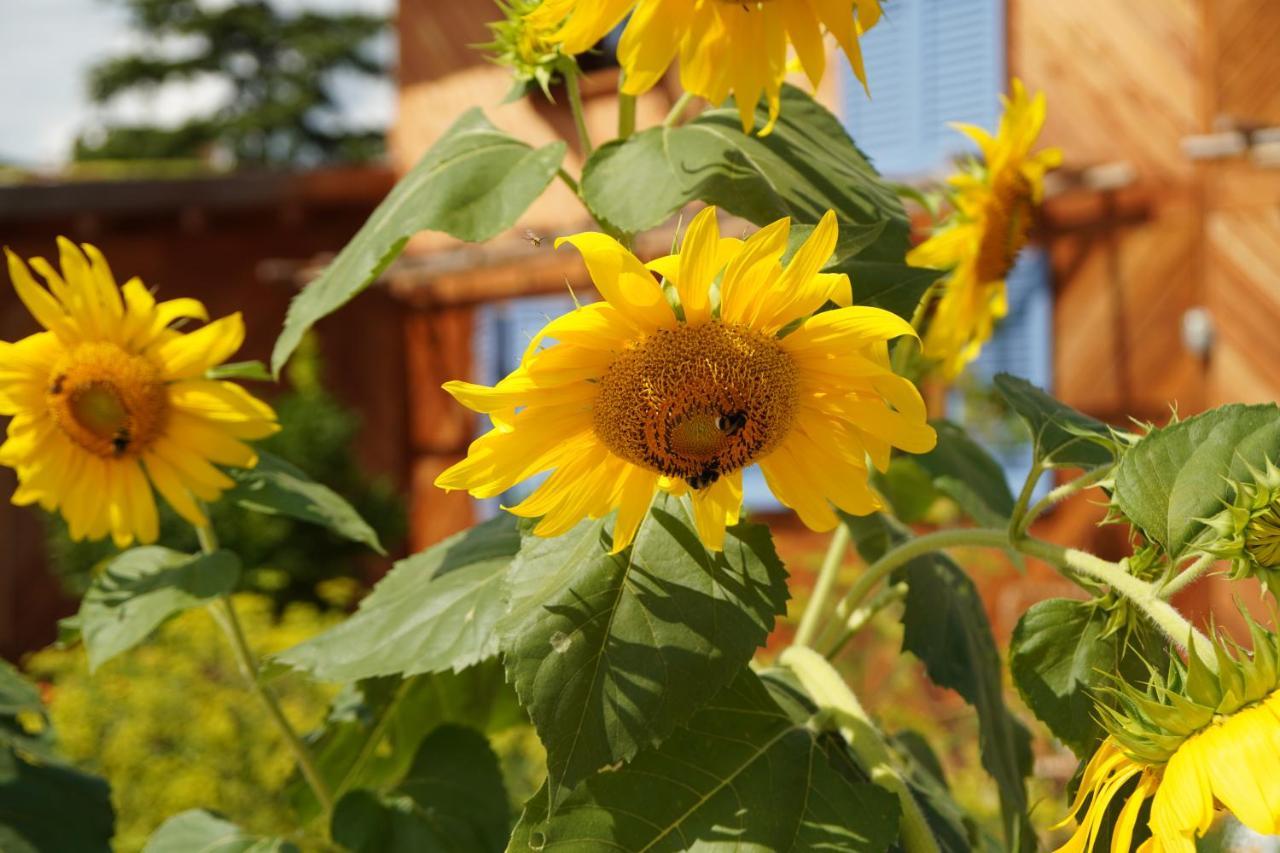Casa Viva Bed & Breakfast Marciaga Dış mekan fotoğraf